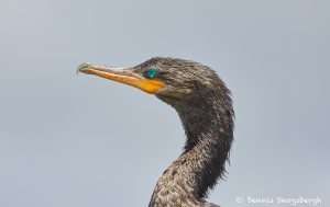 7474 Double-crested Cormorant (Phalacrocorax auritus), Anahuac NWR, Texas