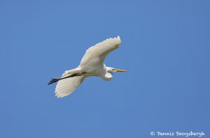 7475 Great Egret (Ardea alba), Smith Oaks Rookery, High Island, Texas