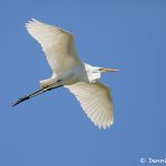 7476 Great Egret (Ardea alba), Smith Oaks Rookery, High Island, Texas