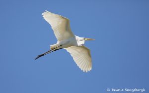 7476 Great Egret (Ardea alba), Smith Oaks Rookery, High Island, Texas