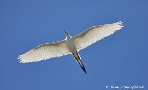 7477 Great Egret (Ardea alba), Smith Oaks Rookery, High Island, Texas