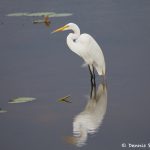 7480 Great Egret (Ardea alba), Anahuac NWR, Texas