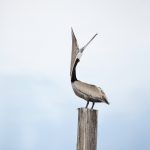 7482 Brown Pelican (Pelicanus occidentalis), Bolivar Peninsula, Texas