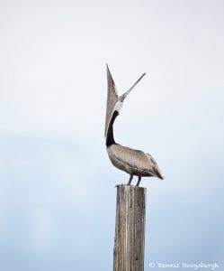 7482 Brown Pelican (Pelicanus occidentalis), Bolivar Peninsula, Texas