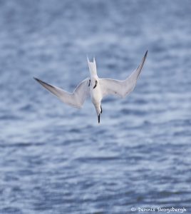 7483 Sandwich Tern (Thalasseus sandvicensis), San Luis Beach, Texas