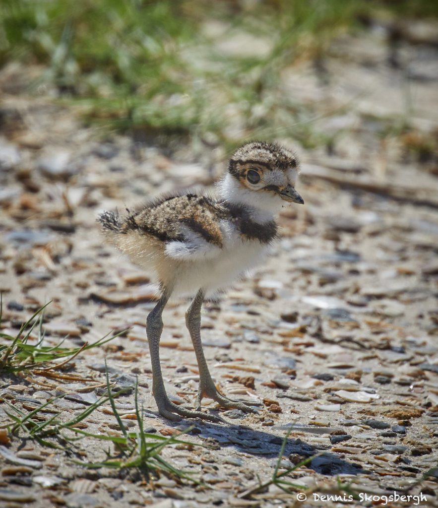 7484 Killdeer Chick Charadrius Vociferus Rollover Pass Bolivar Peninsula Texas Dennis 6266