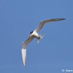 7487 Royal Tern (Thallasseus maximus), San Luis Pass, Galveston Island, Texas