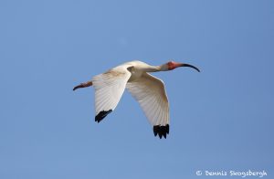 7488 White Ibis (Eudocimus albus), San Luis Pass, Galveston Island, Texas