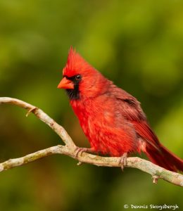 7490 Northern Cardinal (Cardinalis cardinalis), Galveston Island, Texas