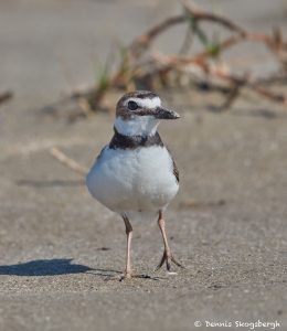 7494 Breeding Wilson's Plover (Charadrius wilsonia), East Beach, Galveston Island, Texas