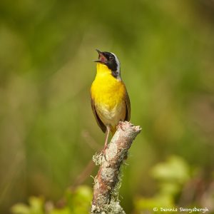 7497 Adult Male Common Yellowthroat (Geothlypis trichas), Galveston Island, Texas