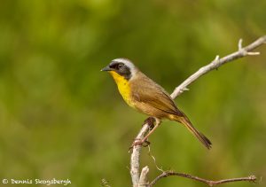 7499 Male Common Yellowthroat (Geothlypis trichas), Galveston Island, Texas