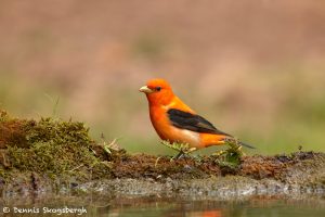 7510 Adult Male Scarlet Tanager (Piranga olivacea) Orange Variant, Galveston Island, Texas