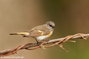 7517 Female American Redstart (Setophaga ruticilla), Galveston Island, Texas