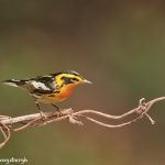 7521 Adult Male Breeding Blackburnian Warbler (Setophaga fusca), Galveston Island, Texas