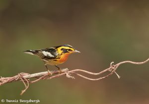 7521 Adult Male Breeding Blackburnian Warbler (Setophaga fusca), Galveston Island, Texas