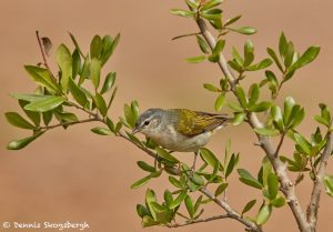 7523 Tennessee Warbler (Oreothlypis peregrina), Galveston Island, Texas