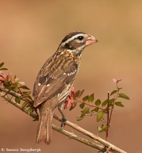 7524 Female Rose-breasted Grosbeak (Pheucticus ludovicianus), Galveston Island, Texas