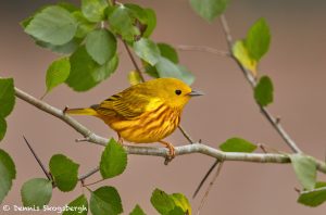 7526 Yellow Warbler (Setophaga petechia), Galveston Island, Texas