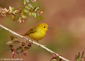 7527 Yellow Warbler (Setophaga petechia), Galveston Island, Texas