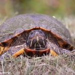 7531 Common Map Turtle, Anahuac NWR, Texas