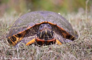 7531 Common Map Turtle, Anahuac NWR, Texas