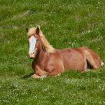 7544 Icelandic Horse