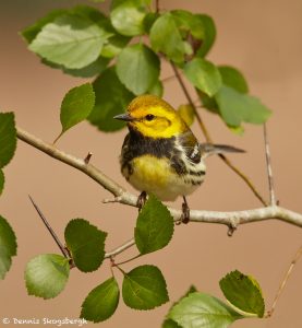 7519 Adult Male Black-throated Green Warbler (Setophaga virens), Galveston Island, Texas