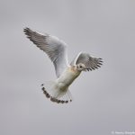 7557 Juvenile Black-headed Gull (Chroicocephalus ridibundus), Iceland