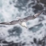 7561 Northern Fulmar (Fulmarus glacialis), Iceland