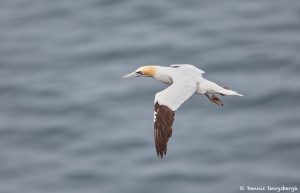 7565 Northern Gannet (Morus bassanus), Langanes Peninsula, Iceland