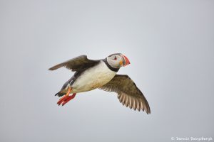 7566 Atlantic Puffin (Fratercula arctica), Grimsey Island, Iceland