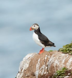 7570 Atlantic Puffin (Fratercula arctica), Grimsey Island, Iceland