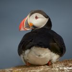 7571 Atlantic Puffin (Fratercula arctica), Grimsey Island, Iceland