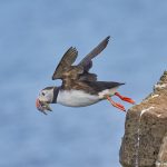 7576 Atlantic Puffin (Fratercula arctica), Grimsey Island, Iceland