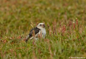 7580 Snow Bunting (Plectrophenax nivalis), Grimsey Island, Iceland