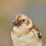 7581 Snow Bunting (Plectrophenax nivalis), Food Gathering, Grimsey Island, Iceland