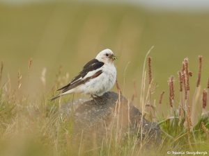 7582 Snow Bunting (Plectrophenax nivalis), Food Gathering, Grimsey Island, Iceland