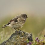 7583 Juvenile Snow Bunting (Plectrophenax nivalis), Grimsey Island, Iceland