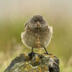 7584 Juvenile Snow Bunting (Plectrophenax nivalis), Grimsey Island, Iceland