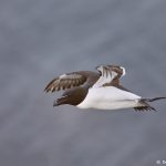 7587 Razorbill (Alca torda), Grimsey Island, Iceland