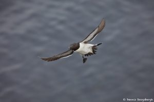 7589 Razorbill (Alca torda), Grimsey Island, Iceland