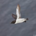 7590 Razorbill (Alca torda), Grimsey Island, Iceland