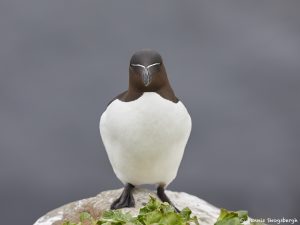 7595 Razorbill (Alca torda), Grimsey Island, Iceland