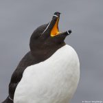 7597 Razorbill (Alca torda), Grimsey Island, Iceland