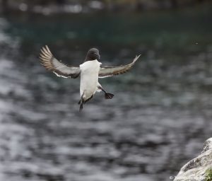 7598 Razorbill (Alca torda), Grimsey Island, Iceland
