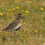 7599 European Golden Plover (Pluvialis apricaria), Grimsey Island, Iceland