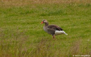 7601 Pink-footed Goose (Anser brachyrhynchus), Iceland