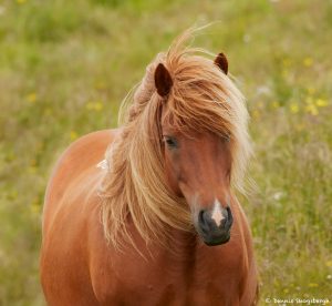 7603 Icelandic Horse, Northern Iceland