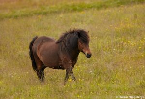 7604 Icelandic Horse, Northern Iceland